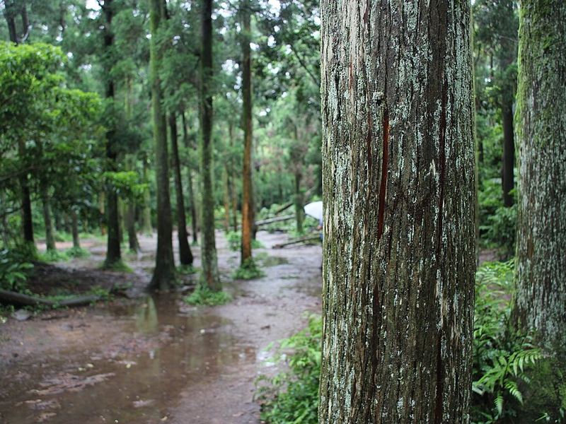阳明山